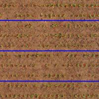 Comptage par drone sur betteraves au stade 4 feuilles