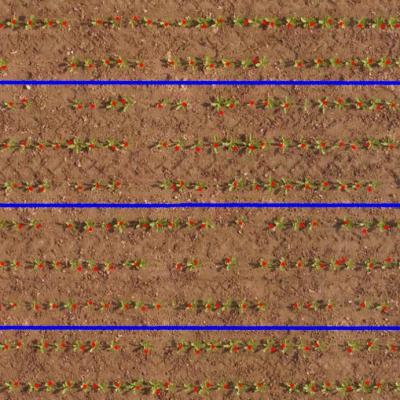 Comptage par drone sur betteraves au stade 4 feuilles
