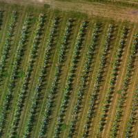 Comptage végétaux verger par drone agricole