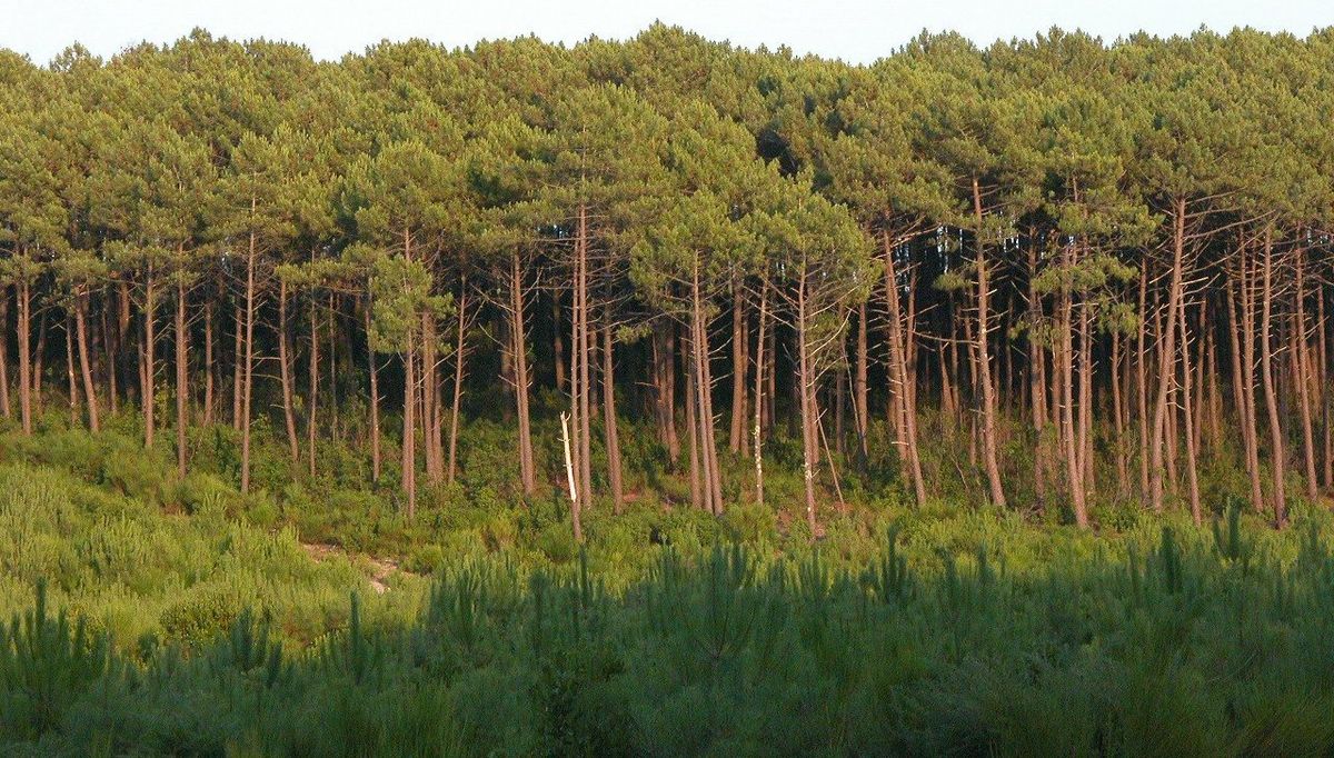 Photo aérienne Les Landes