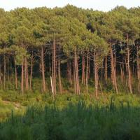 Photo aérienne Les Landes