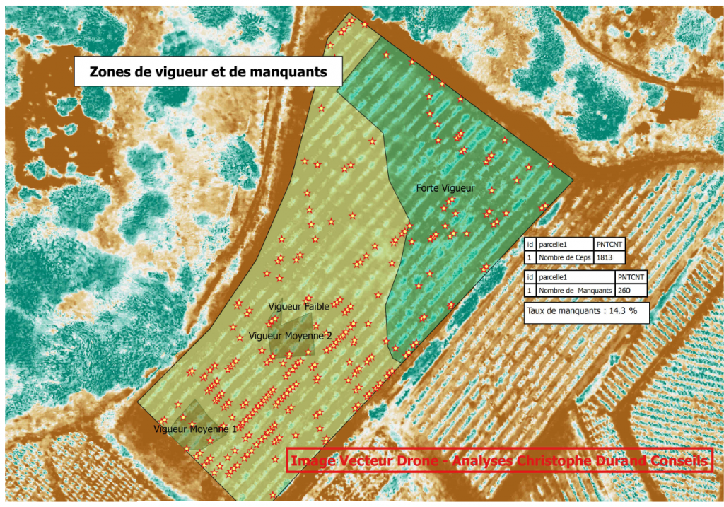 Vigueur et manquants pieds de vigne dans domaine viticole