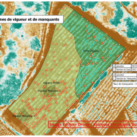 Vigueur et manquants pieds de vigne dans domaine viticole