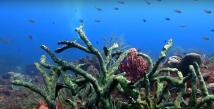 Coraux en prise de vue sous marine de fonds marins