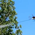 Destruction de nids de frelons asiatiques par drone