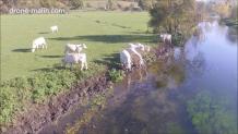 Eure en drone photo aerienne vaches 20211206 090855