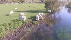 Eure en drone photo aérienne vaches bord rivière