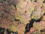 Foret en vue aérienne du ciel par drone