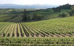 Images aériennes par drone au service des vignes et vignobles