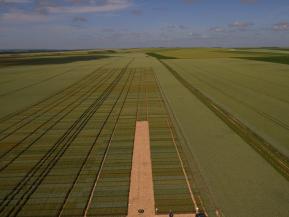 Inspection par drone d un champ de blé dans exploitation agricole