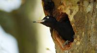 Photo animalière par photographe de Rouen