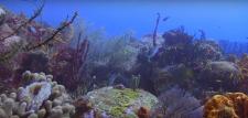 Photo de coraux en plongée sous marine