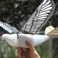 Photo de drone pigeon pour espionnage aerien