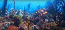 Photo de fonds marins en plongée sous marine