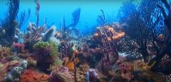 Photo de fonds marins en plongée sous marine en Occitanie