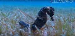 Photo sous marine par plongeur et vidéaste en Limousin Photo sous marine par plongeur et vidéaste en Limousin