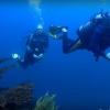Photo sous marine par plongeur professionnel
