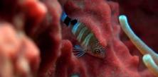 Photo sous marine poisson dans les coraux par plongeur et vidéaste professionnel