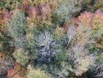 Photographie aerienne de foret