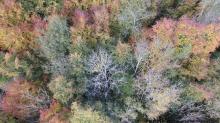 Photographie aérienne de foret par drone