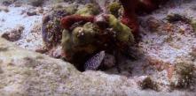 Photographie de fonds marins en plongée sous marine