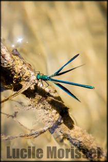 Photographie de photographe a Toulon