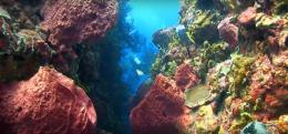 Photographie sous marine par plongeur