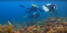 Photographie sous marine par plongeur professionnel