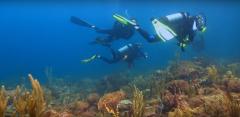 Photographie sous marine en Normandie