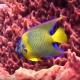 Poisson multi couleurs en prise de vue sous marine de fonds marins
