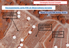 Recoupement carte pir et observation par vue aérienne de drone des vignes