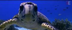 Tortue marine photographiée par photographe plongeur en Midi-Pyrénées Tortue marine photographiée par photographe plongeur en Midi-Pyrénées