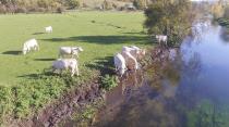 Vaches au bord d une rivière photographiées par un drone en Seine-Maritime