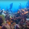 Photo et vidéo sous-marine dans le Grand-Est