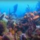 Photo et vidéo sous-marine dans le Grand-Est