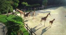 Zoo de la flèche pilote drone Angers Maine-et-Loire